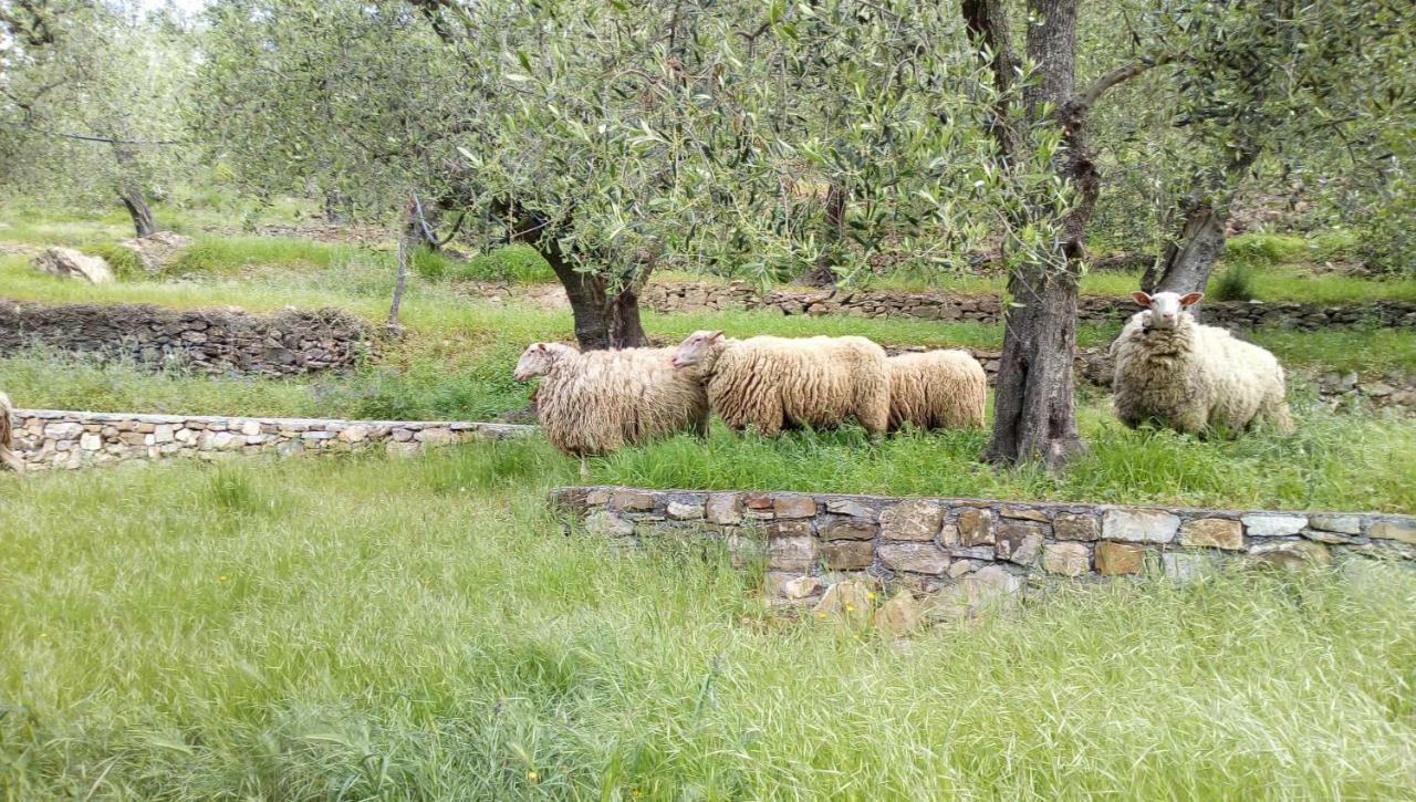 Agriturismo La Rocca San Bartolomeo Al Mare Bagian luar foto
